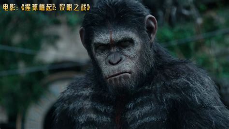 《猩球崛起3:终极之战》一只猩猩引发的故事，为什么能拍到第三