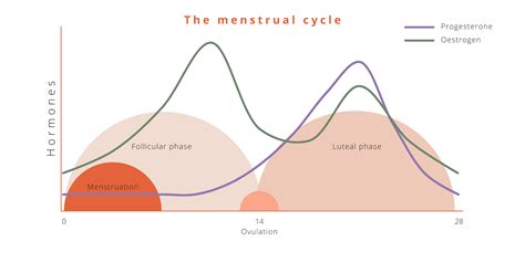 Uterus Cramping During Menstrual Cycle