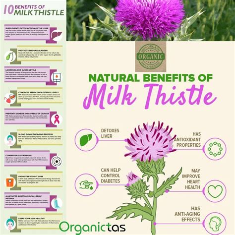 Milk Thistle Benefits