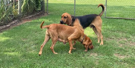 Bloodhound Puppies For Sale In Georgia