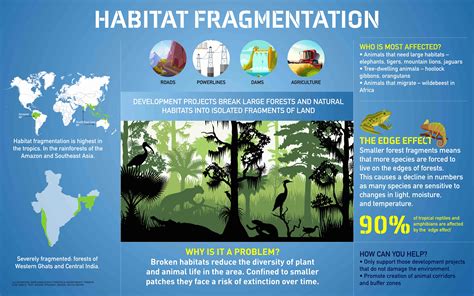What is Habitat Fragmentation? | RoundGlass | Sustain
