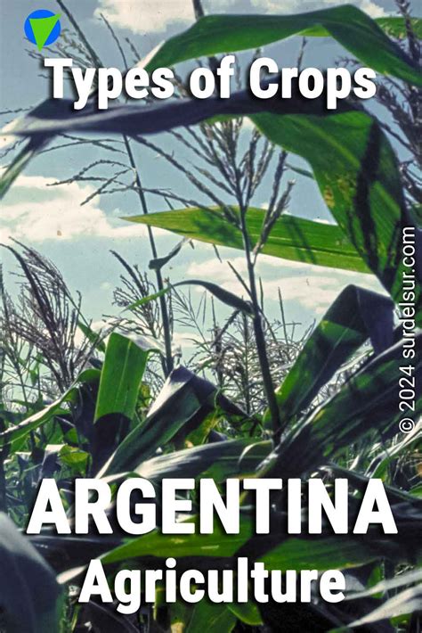 Argentina Agriculture 的图像结果