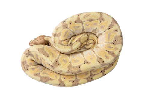 White Ball Python 的图像结果