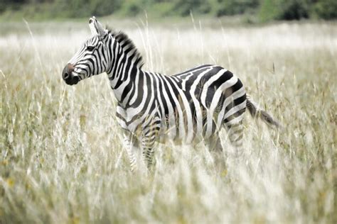 Image result for Zebra Side View