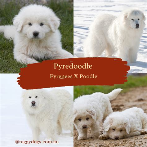 Pyredoodle: The Complete Guide to the Great Pyrenees Cross Standard ...