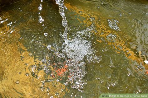 Setting Up a Turtle Tank 的图像结果