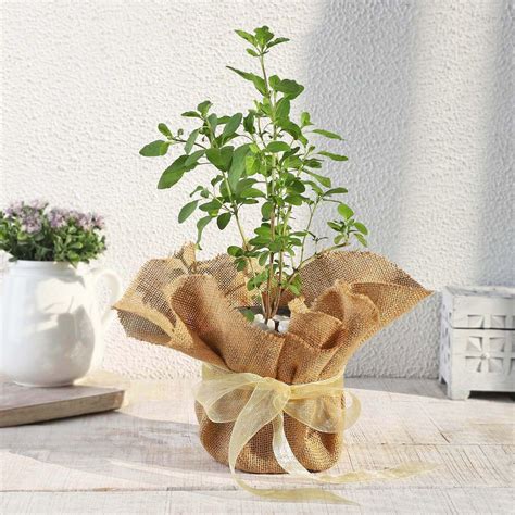 IGP - Tulsi Plant in Jute Wrapping with Plastic Planter : Amazon.in ...