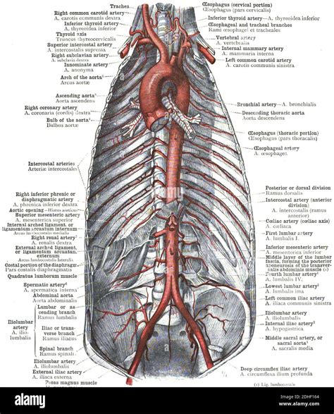 Aortic Branches Anatomy Anatomical Variations Of The Circulatory