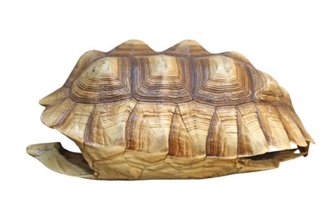 Image result for Cleaning Turtle Shell