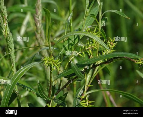 interior sandbar willow (Salix interior) Plantae Stock Photo - Alamy