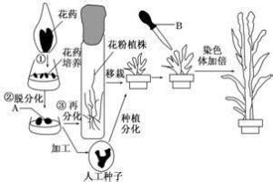 中国农业大学新闻网 学校要闻 我校玉米单倍体育种技术体系引领作物育种创新与发展