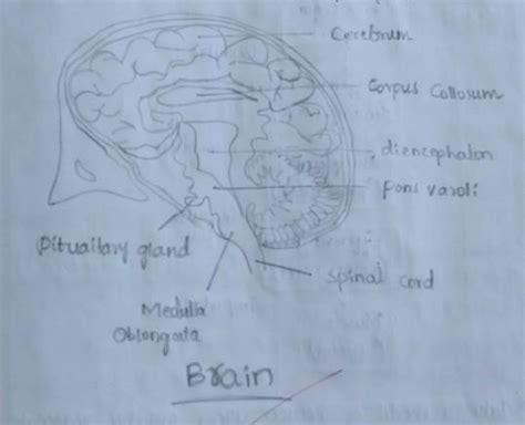 Draw a neatly labelled diagram of Brain and write few points how it is ...