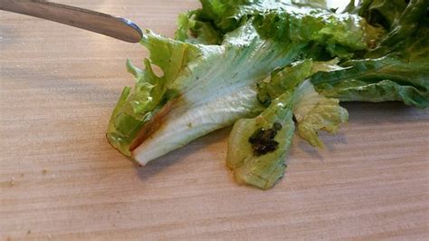 HUDDLE HOUSE, Big Stone Gap - 1928 Wildcat Rd - Restaurant Reviews ...