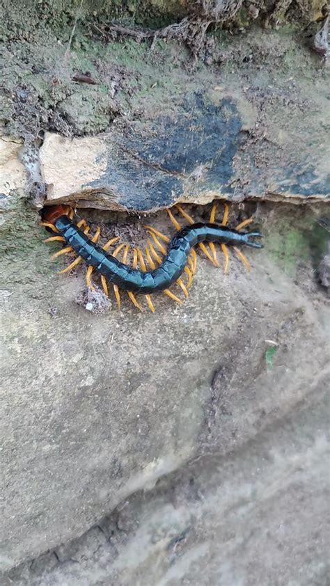 Texas red headed centipede at Barton springs : r/Austin