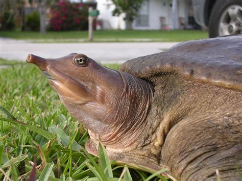 Image result for All Softshell Turtle Types