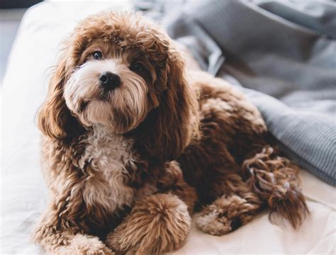 How Big is a Cavapoo Full Grown? All About Cavapoo Size