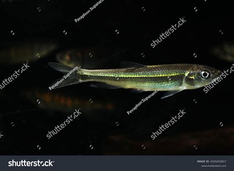 1,497 Vietnamese Fauna Images, Stock Photos & Vectors | Shutterstock