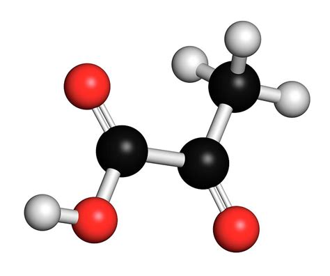 Image result for Pyruvate Molecule
