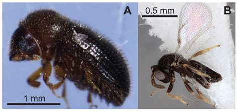 Establishing an Integrated Pest Management Program for Coffee Berry ...