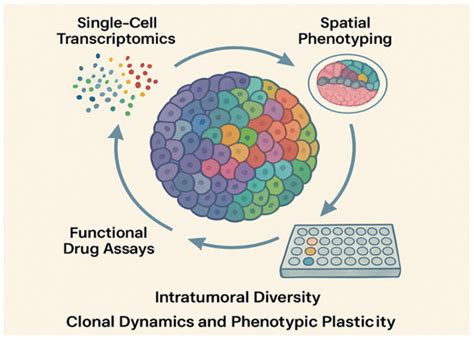 Organoids as Next-Generation Models for Tumor Heterogeneity ...