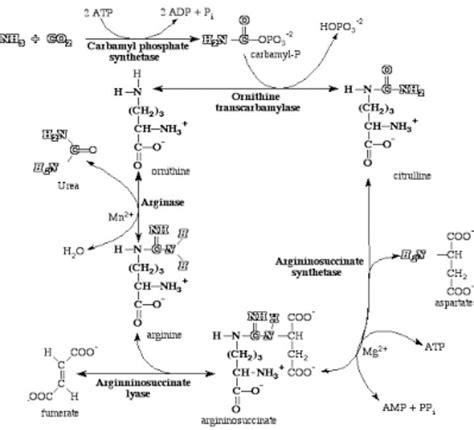 Molecules of atp required to convert ammonia to urea - Brainly.in