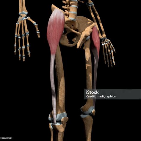 3d Illustration Of The Tensor Fasciae Latae Muscles On Skeleton Stock ...