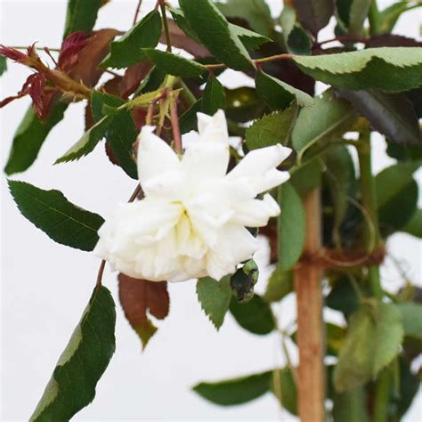 Creeper Rose / Climbing Rose – Plant (White) - MyPlantMyTaste