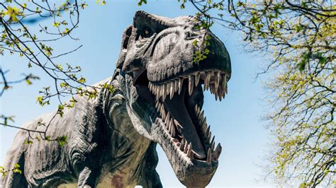 Real Pictures Of Dinosaurs