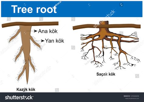 Tree Root Type 的图像结果