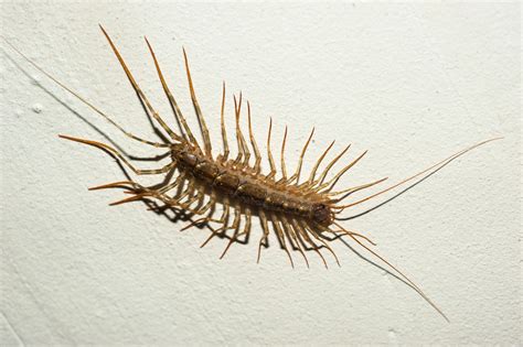 Exterminator in Maryland | House Centipedes Are Creepy