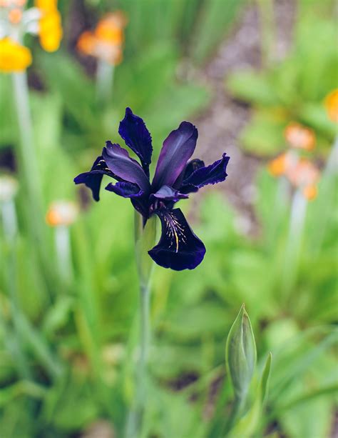Top 10 Dark Colored Flowers That Are Almost Black - Birds and Blooms