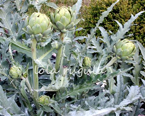 How to Grow Artichokes as an Annual - lola rugula