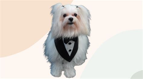 Pet Bandanas: The Perfect Accessory for Your Furry Friend – Floof and Co