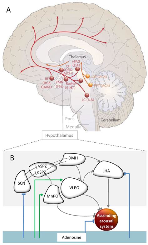 Sleep-Wake Regulation and Its Impact on Working Memory Performance: The ...