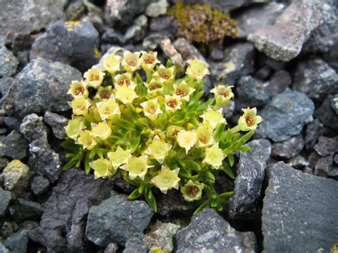 Flowers In Antarctica Meaning: Is Good Or Bad Sign?