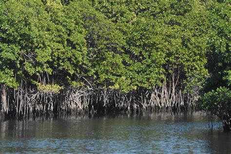 Anne Kolb Nature Center: Guardians