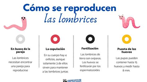 Ciclo De Vida De Las Lombrices De Tierra Las Lombrices De Tierra Y Su