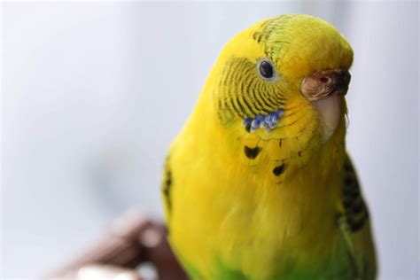 Budgie VS Parakeet – Optimal Avian