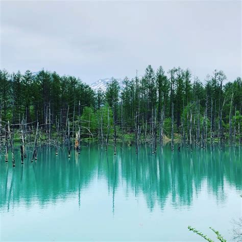 Image result for Rela Flow