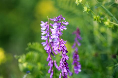 Мышиный Горошек Vicia Cracca Ценный Медонос Кормовое И Лекарственное ...