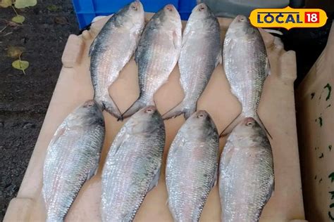 Hilsha Fish: বাঙালি পথ চেয়ে বসে আছে, ট্রলারে তাজা, কাঁচা ইলিশ মাছ ...