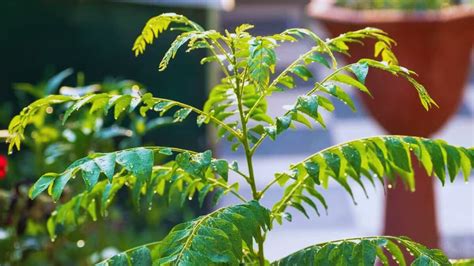 Plant Care: करी पत्ते के पौधे की रुक गई है ग्रोथ? 5 आसान टिप्स वापस ...