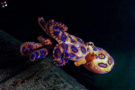 Image result for Blue-Ringed Octopus Human Form
