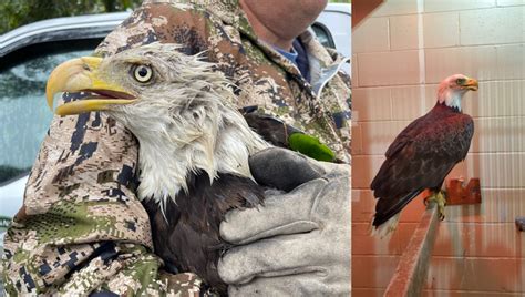 Rescued bald eagle with lead toxicity being treated at University of ...