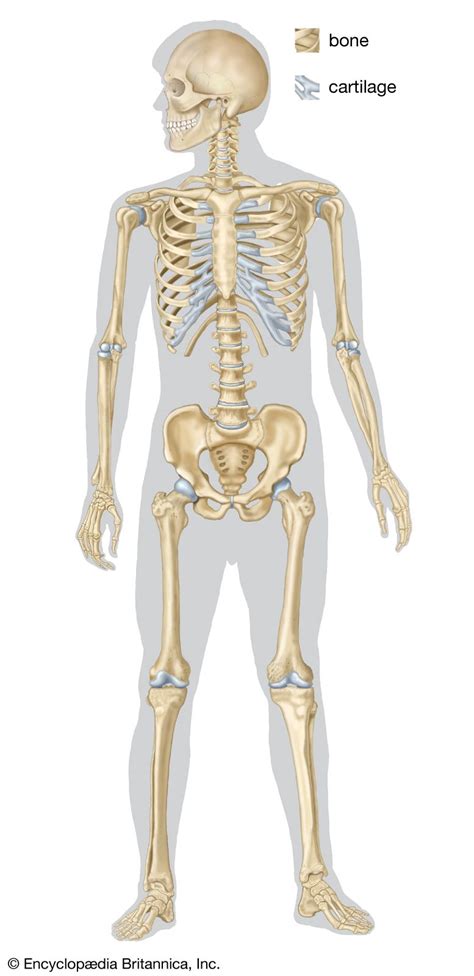 Image result for Human Skeleton Function
