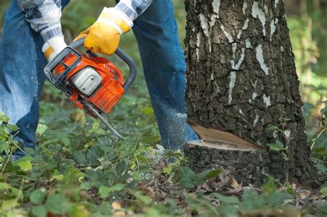 Image result for Tree Felling Injury