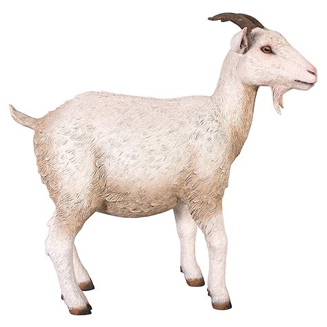 Billy Goat