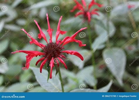 Red Bee Balm Blossom Flower Macro Green Leaves Stock Image - Image of ...