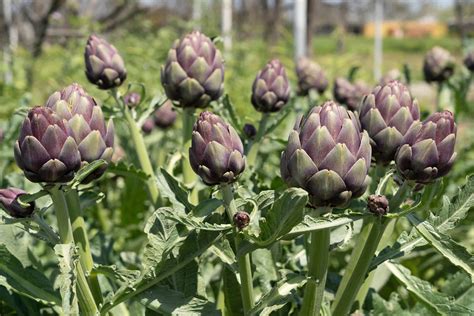 How Tall Do Globe Artichokes Grow at Piper Armit blog