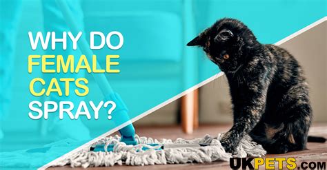 Do Female Cats Spray? Understanding and Addressing this Behaviour | UKPets